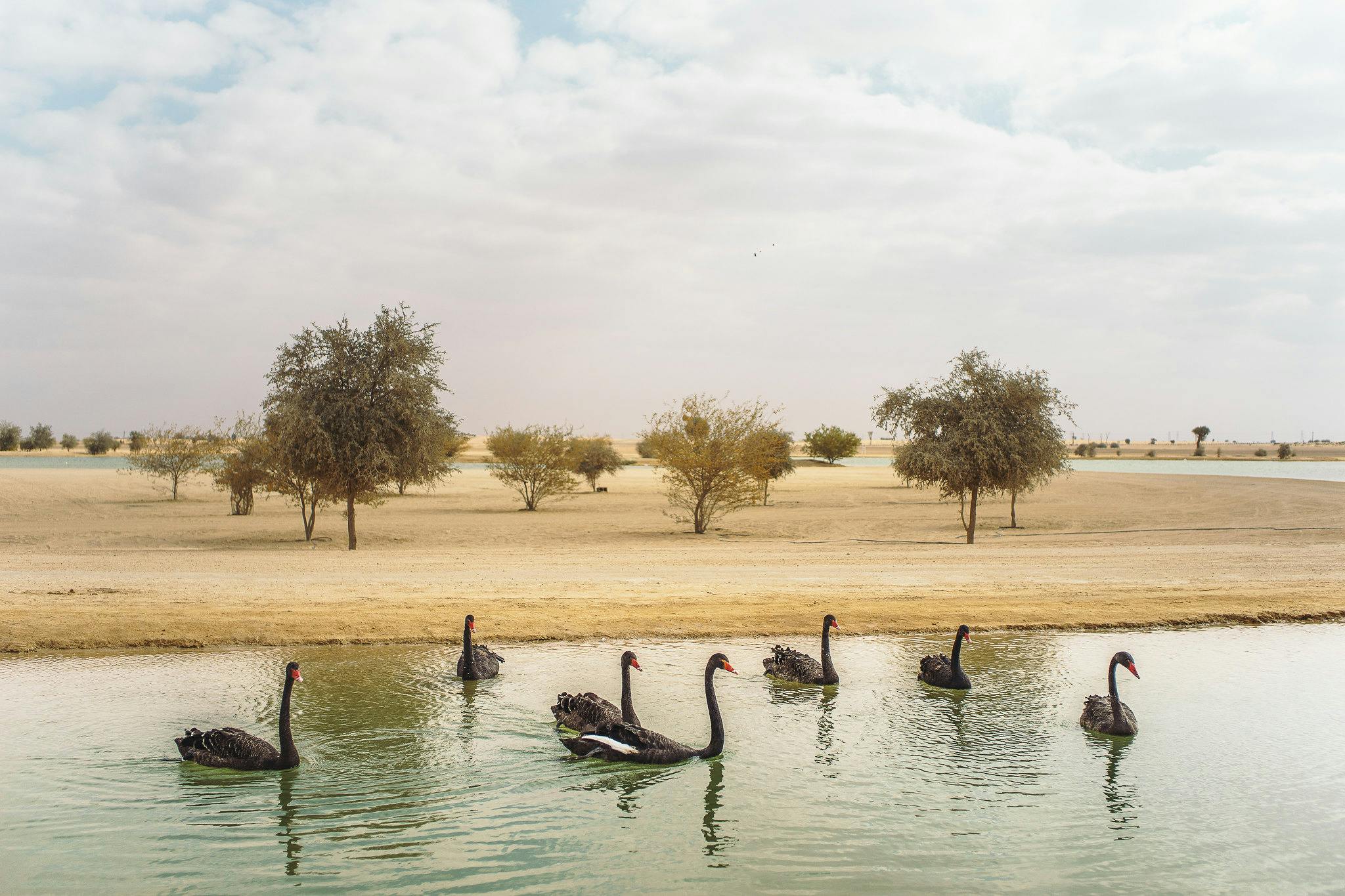 Dine Under the Stars